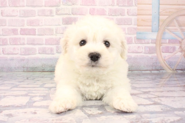 ビション・フリーゼ