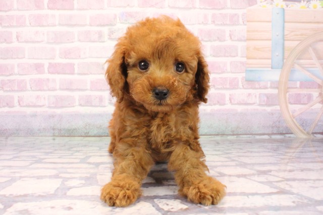 トイ・プードル