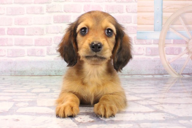 ミニチュア・ダックスフンド