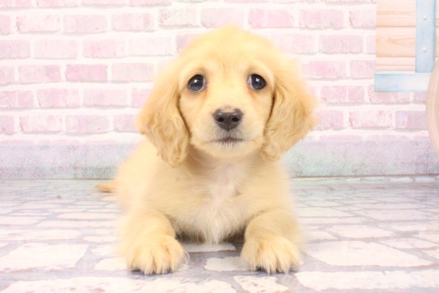 ミニチュア・ダックスフンド