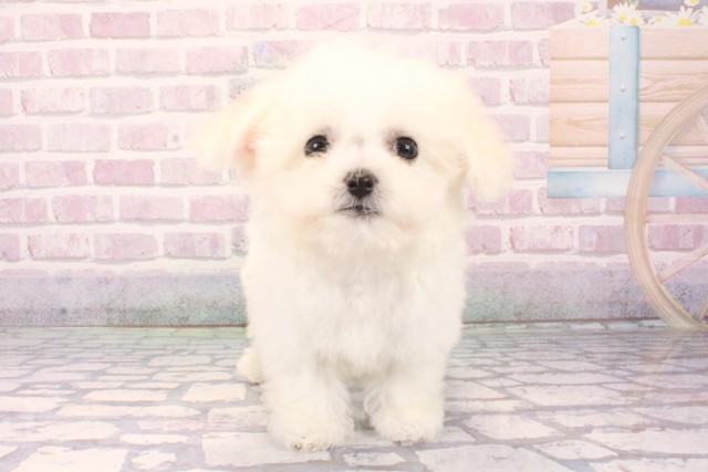 大阪府のビションフリーゼ (Coo&RIKU梅田店/2025年10月5日生まれ/女の子/ホワイト)の子犬の1枚目の画像