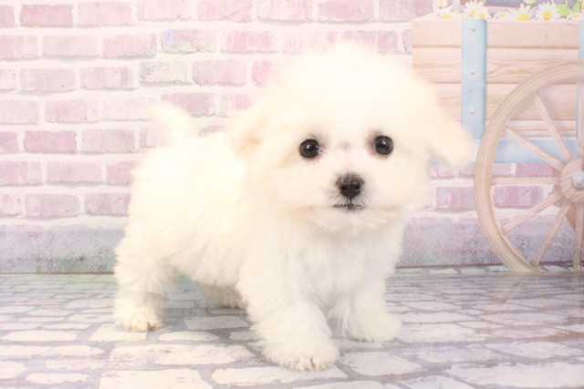 大阪府のビションフリーゼ (Coo&RIKU梅田店/2025年10月5日生まれ/女の子/ホワイト)の子犬の2枚目の画像