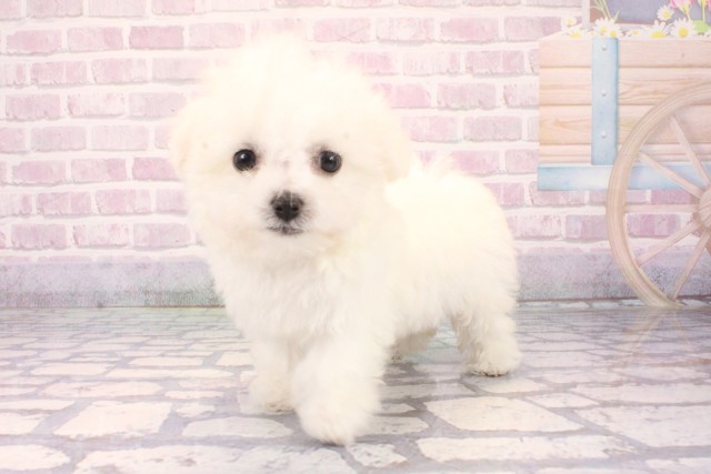 大阪府のビションフリーゼ (Coo&RIKU梅田店/2025年10月5日生まれ/女の子/ホワイト)の子犬の3枚目の画像