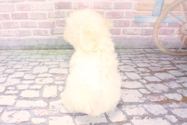 大阪府のビションフリーゼ (Coo&RIKU梅田店/2025年10月5日生まれ/女の子/ホワイト)の子犬の4枚目の画像