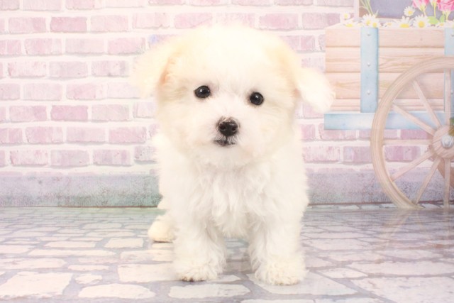 ビション・フリーゼ