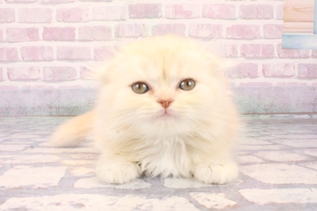 スコティッシュフォールド