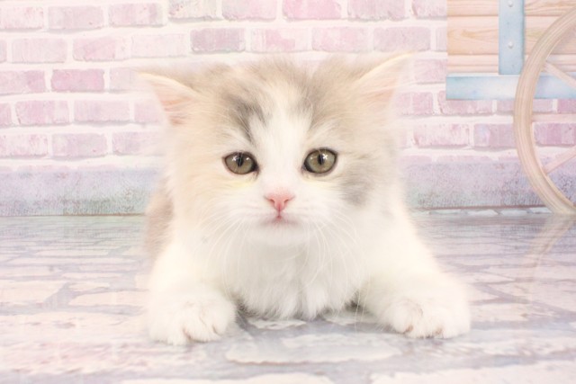 ミヌエット(長足)