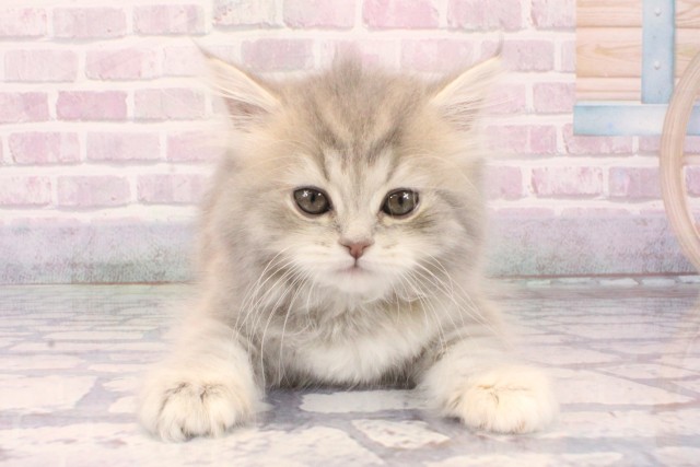 ミヌエット(長足)