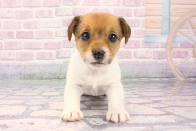 ジャックラッセルテリア