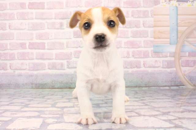 ジャックラッセルテリア