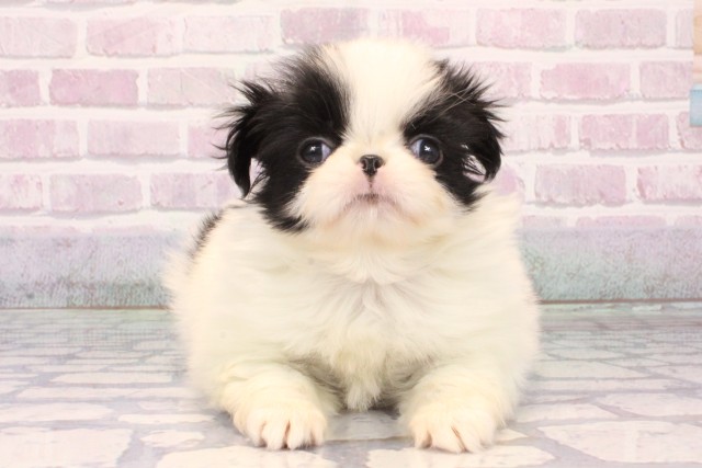 大阪府の狆 (Coo&RIKU阿倍野店/2025年10月9日生まれ/男の子/白黒)の子犬の1枚目の画像