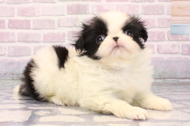 大阪府の狆 (Coo&RIKU阿倍野店/2025年10月9日生まれ/男の子/白黒)の子犬の2枚目の画像