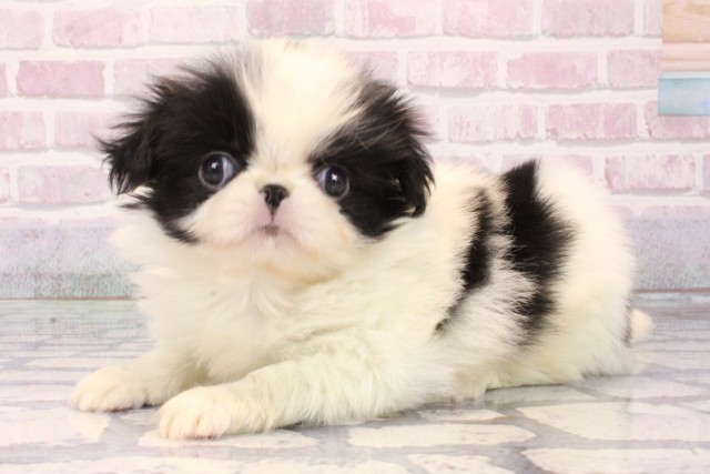 大阪府の狆 (Coo&RIKU阿倍野店/2025年10月9日生まれ/男の子/白黒)の子犬の3枚目の画像