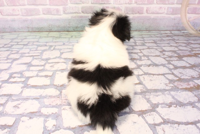 大阪府の狆 (Coo&RIKU阿倍野店/2025年10月9日生まれ/男の子/白黒)の子犬の4枚目の画像