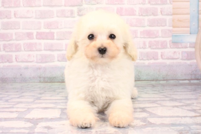 トイ・プードル