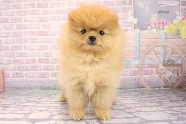 大阪府のポメラニアン (Coo&RIKU和泉店/2025年10月9日生まれ/女の子/オレンジ)の子犬の1枚目の画像