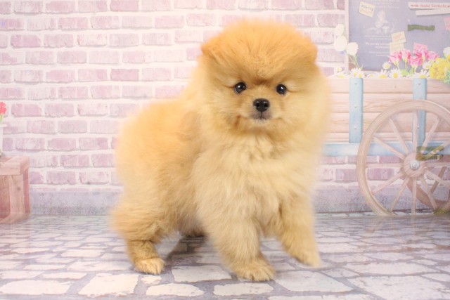 大阪府のポメラニアン (Coo&RIKU和泉店/2025年10月9日生まれ/女の子/オレンジ)の子犬の2枚目の画像