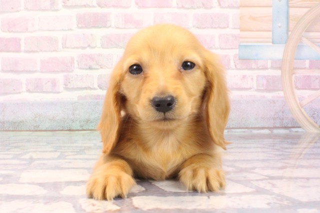 沖縄県のカニンヘンダックスフンド(ロング) (Coo&RIKUイオン北谷店/2025年10月6日生まれ/男の子/ゴールド)の子犬の1枚目の画像