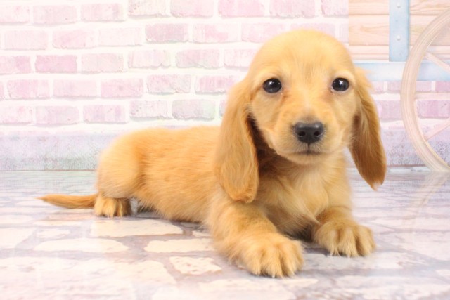 沖縄県のカニンヘンダックスフンド(ロング) (Coo&RIKUイオン北谷店/2025年10月6日生まれ/男の子/ゴールド)の子犬の2枚目の画像