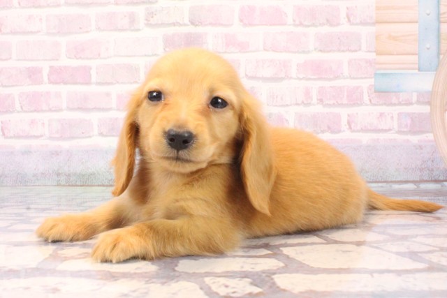 沖縄県のカニンヘンダックスフンド(ロング) (Coo&RIKUイオン北谷店/2025年10月6日生まれ/男の子/ゴールド)の子犬の3枚目の画像