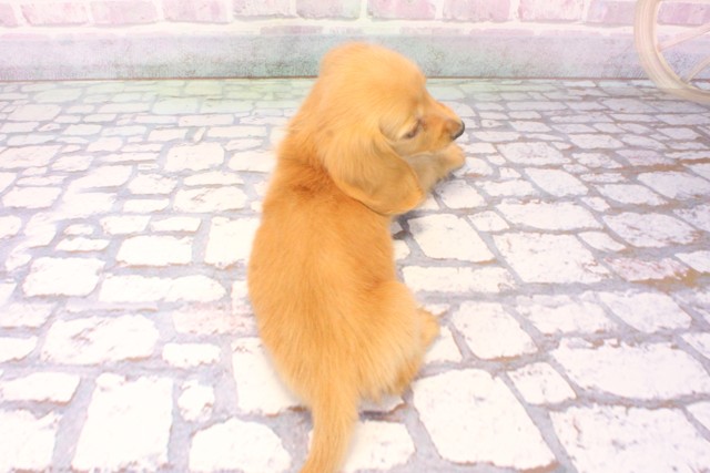 沖縄県のカニンヘンダックスフンド(ロング) (Coo&RIKUイオン北谷店/2025年10月6日生まれ/男の子/ゴールド)の子犬の4枚目の画像