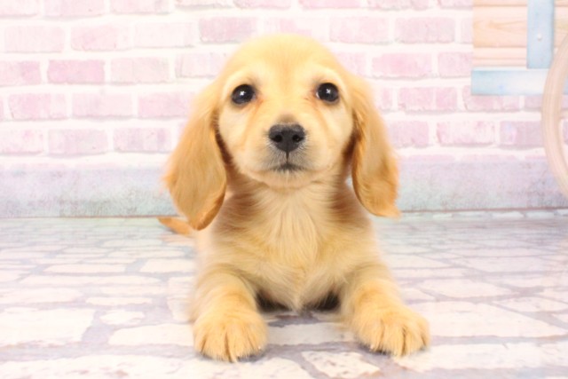 広島県のカニンヘンダックスフンド(ロング) (Coo&RIKU東広島店/2025年10月6日生まれ/女の子/ゴールド)の子犬の1枚目の画像