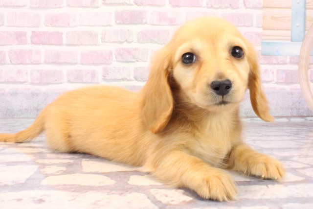 広島県のカニンヘンダックスフンド(ロング) (Coo&RIKU東広島店/2025年10月6日生まれ/女の子/ゴールド)の子犬の2枚目の画像