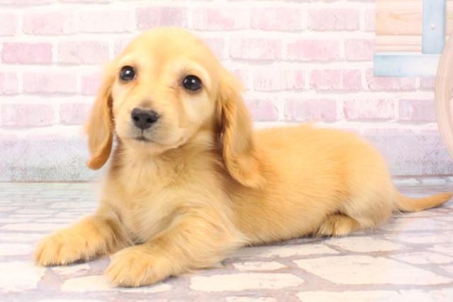 広島県のカニンヘンダックスフンド(ロング) (Coo&RIKU東広島店/2025年10月6日生まれ/女の子/ゴールド)の子犬の3枚目の画像