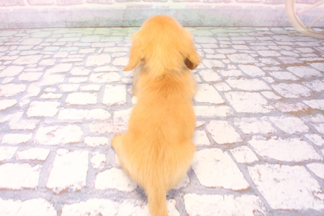 広島県のカニンヘンダックスフンド(ロング) (Coo&RIKU東広島店/2025年10月6日生まれ/女の子/ゴールド)の子犬の4枚目の画像