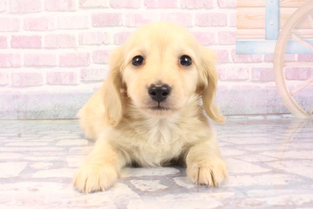 大阪府のカニンヘンダックスフンド(ロング) (Coo&RIKU和泉店/2025年10月7日生まれ/男の子/イエロー)の子犬の1枚目の画像