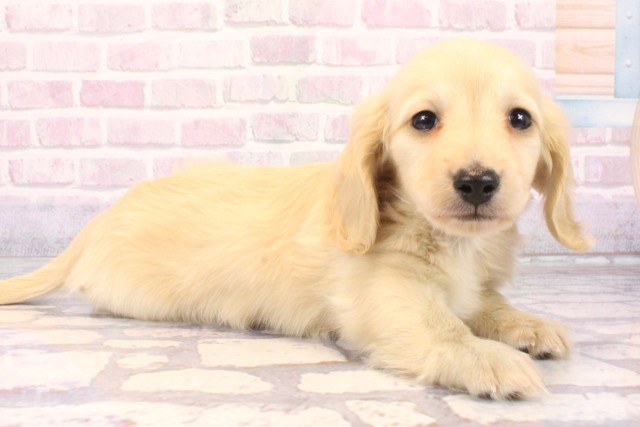 大阪府のカニンヘンダックスフンド(ロング) (Coo&RIKU和泉店/2025年10月7日生まれ/男の子/イエロー)の子犬の2枚目の画像