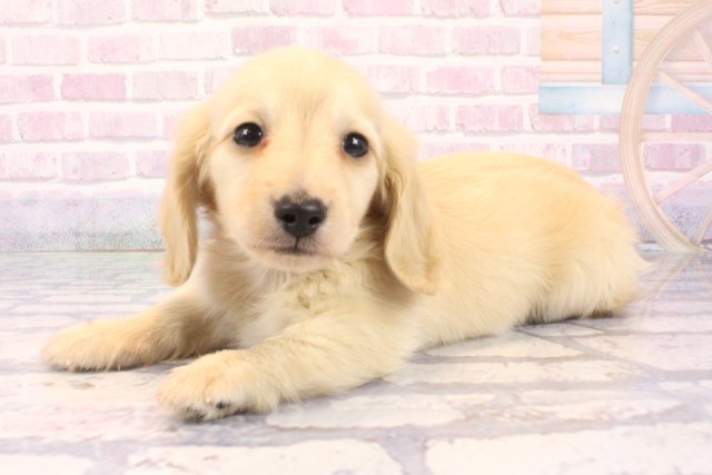 大阪府のカニンヘンダックスフンド(ロング) (Coo&RIKU和泉店/2025年10月7日生まれ/男の子/イエロー)の子犬の3枚目の画像