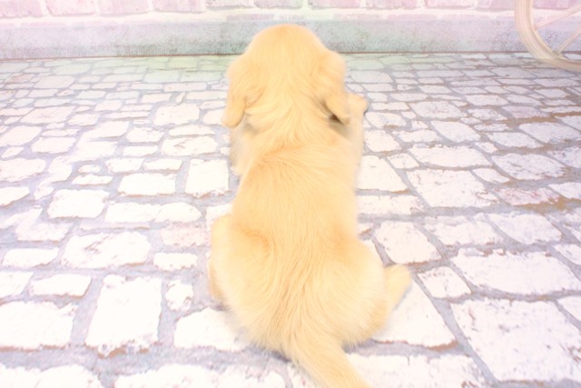 大阪府のカニンヘンダックスフンド(ロング) (Coo&RIKU和泉店/2025年10月7日生まれ/男の子/イエロー)の子犬の4枚目の画像