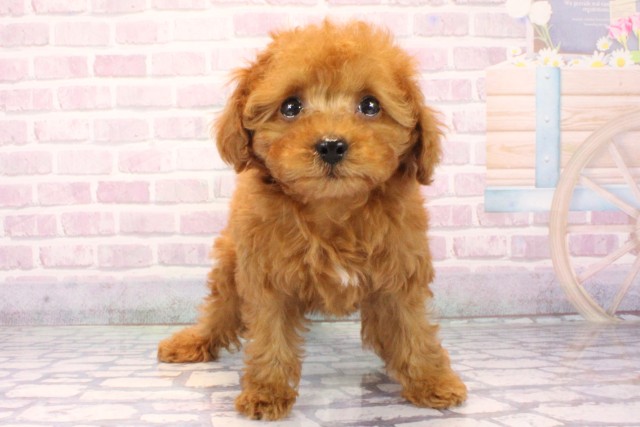 大阪府のトイプードル(トイ) (Coo&RIKU阿倍野店/2025年10月6日生まれ/女の子/オレンジフォーン)の子犬の1枚目の画像