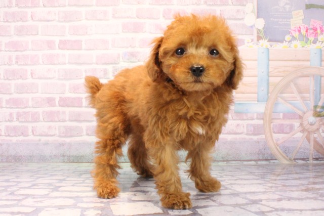 大阪府のトイプードル(トイ) (Coo&RIKU阿倍野店/2025年10月6日生まれ/女の子/オレンジフォーン)の子犬の2枚目の画像