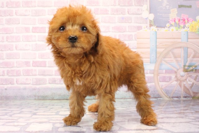 大阪府のトイプードル(トイ) (Coo&RIKU阿倍野店/2025年10月6日生まれ/女の子/オレンジフォーン)の子犬の3枚目の画像