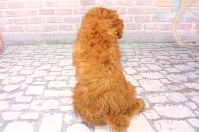 大阪府のトイプードル(トイ) (Coo&RIKU阿倍野店/2025年10月6日生まれ/女の子/オレンジフォーン)の子犬の4枚目の画像