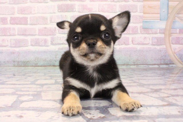 鳥取県のチワワ(スムース) (Coo&RIKUラ・ムー鳥取東店/2025年10月8日生まれ/男の子/ブラックタンホワイト)の子犬の1枚目の画像