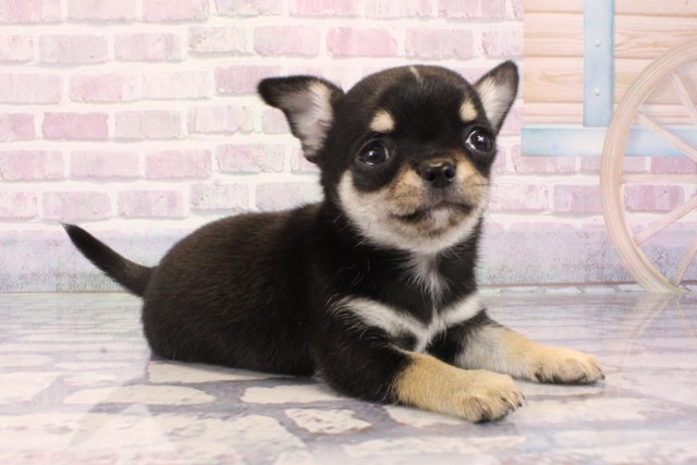 鳥取県のチワワ(スムース) (Coo&RIKUラ・ムー鳥取東店/2025年10月8日生まれ/男の子/ブラックタンホワイト)の子犬の2枚目の画像