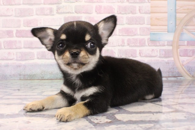 鳥取県のチワワ(スムース) (Coo&RIKUラ・ムー鳥取東店/2025年10月8日生まれ/男の子/ブラックタンホワイト)の子犬の3枚目の画像