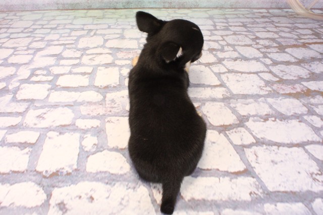 鳥取県のチワワ(スムース) (Coo&RIKUラ・ムー鳥取東店/2025年10月8日生まれ/男の子/ブラックタンホワイト)の子犬の4枚目の画像