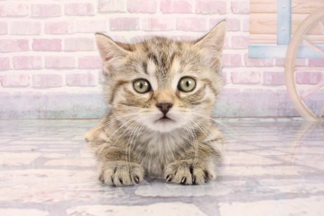 マンチカン（長足）