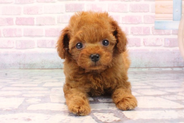 トイ・プードル