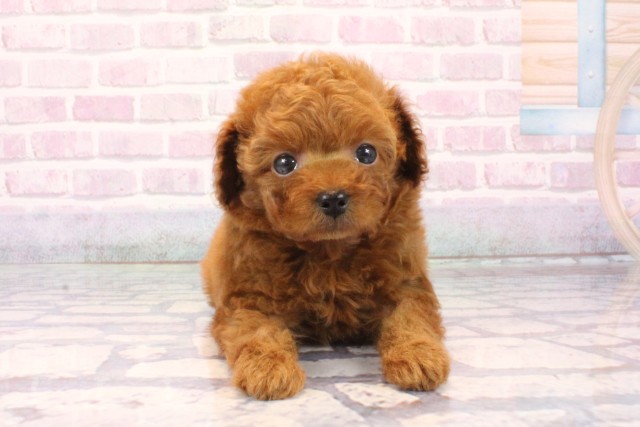 トイ・プードル