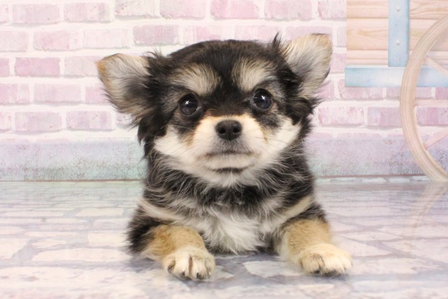 チワワ(ロングコート)