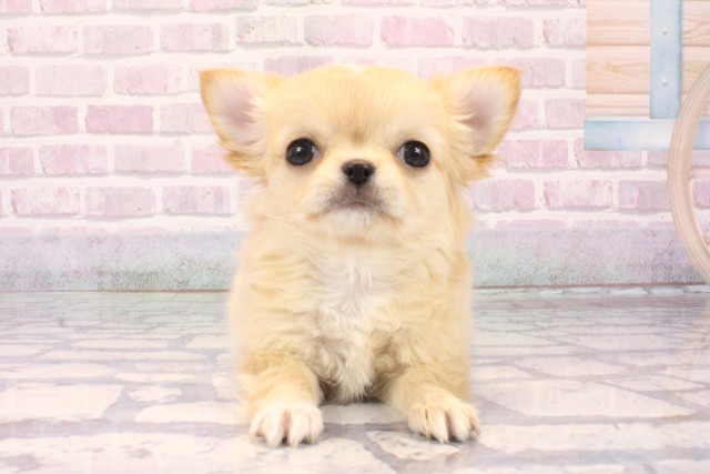 東京都のチワワ(ロング) (Coo&RIKU中野サンモール店/2025年10月9日生まれ/女の子/クリームホワイト)の子犬の1枚目の画像