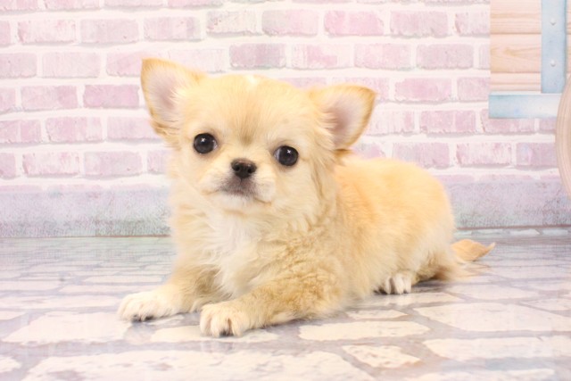 東京都のチワワ(ロング) (Coo&RIKU中野サンモール店/2025年10月9日生まれ/女の子/クリームホワイト)の子犬の2枚目の画像