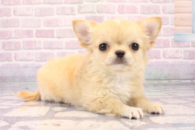 東京都のチワワ(ロング) (Coo&RIKU中野サンモール店/2025年10月9日生まれ/女の子/クリームホワイト)の子犬の3枚目の画像