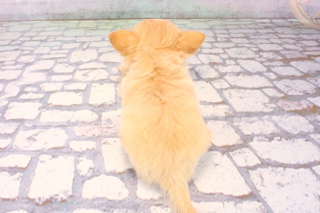 東京都のチワワ(ロング) (Coo&RIKU中野サンモール店/2025年10月9日生まれ/女の子/クリームホワイト)の子犬の4枚目の画像