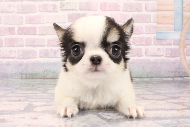 東京都のチワワ(ロング) (Coo&RIKU武蔵小山店/2025年10月9日生まれ/女の子/ブラックタンホワイト)の子犬の1枚目の画像